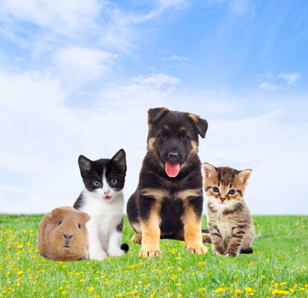 Mckinney Pets