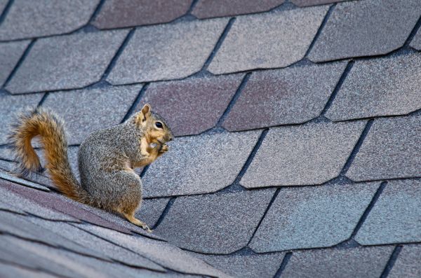 Mckinney Wildlife Removal