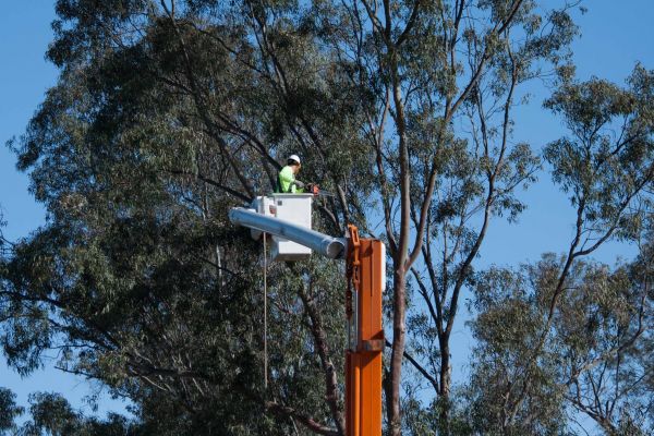 Mckinney Tree Trimming